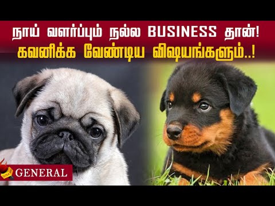 முதலீடு குறைவு.. மாதம் 20,000 முதல் 80,000 வரை லாபம்! Pet Business #pet