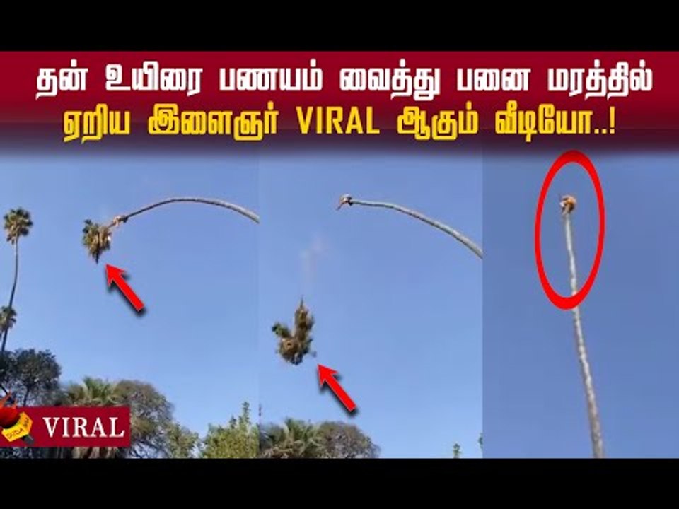 உயிரை பணயம் வைத்து  விசிறி வடிவ ஓலைகளை வெட்டும் viral video!