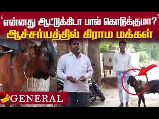 பால் கொடுக்கும் 'ஆட்டுக்கிடாய்'... ராஜஸ்தானில் அதிசயம் !