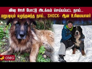 அடக்கம் செய்யப்பட்ட நாய்...! உயிருடன்  எழுந்த வந்த சம்பவம்! #shocking