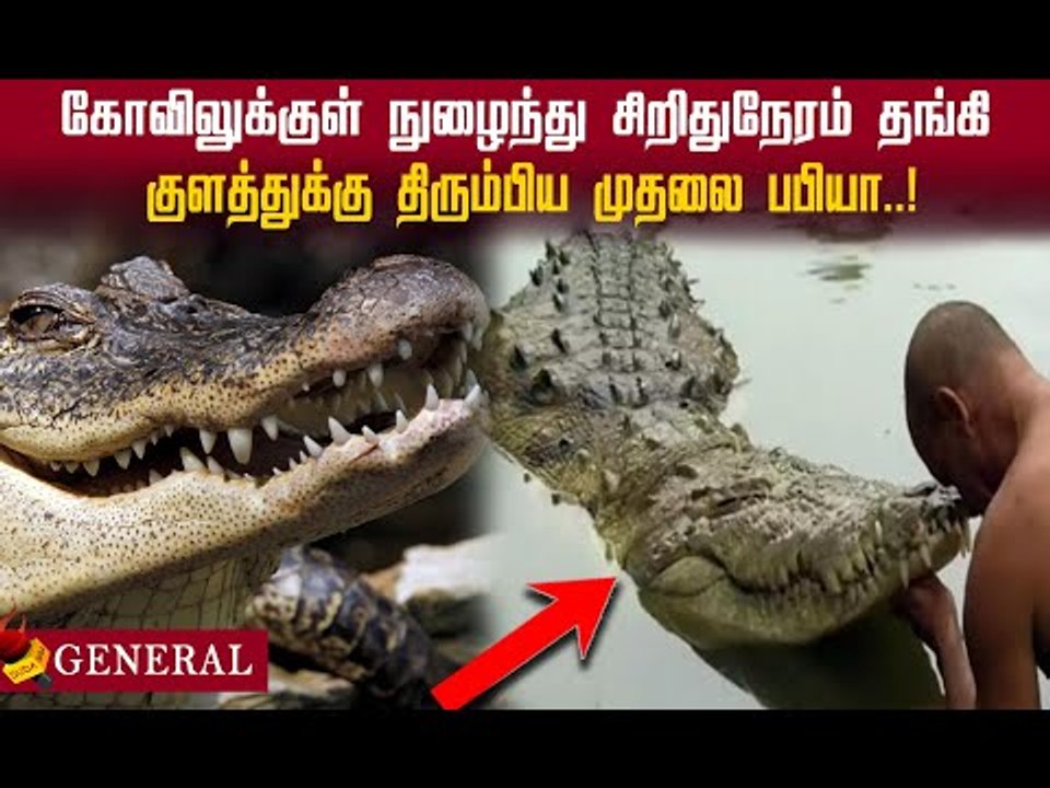 vegetarian மட்டும் சாப்பிடும் முதலை பபியா..! #viral