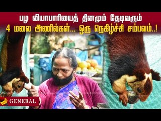 தினமும் தேடிவரும் 4 மலை அணில்கள்... நீலகிரியில் ஒரு நெகிழ்ச்சி சம்பவம்! #petlover