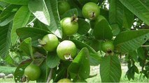 अमरूद के पत्ते इन समस्याओं से दिलाते हैं छुटकारा,जाने इसके फायदें। Health Benefits Of Guava Leaves