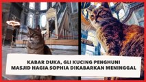Kabar Duka, Gli Kucing Penghuni Masjid Hagia Sophia Dikabarkan Meninggal