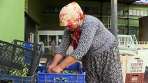 Antalya'da zeytin bahçelerinde hasat hareketliliği