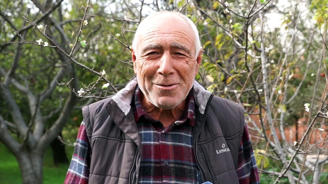 Kasım ayında çiçek açan erik ağaçları görsel şölen sundu - BALIKESİR