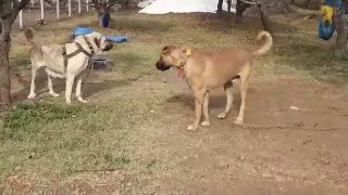 BAHCEDE ANADOLU COBAN KOPEKLERi - ANATOLiAN SHEPHERD DOGS at GARDEN