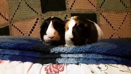 CAVIA PORCELLUS PARSLEY TURMERIC 20191115_195458