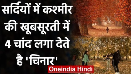 Kashmir की सुंदरता की पहचान है Chinar Tree, सर्दियों में दिखता है ऐसा खूबसूरत नजारा | वनइंडिया हिंदी