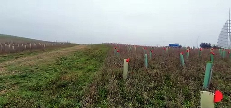 Man decorates Portsmouth field with 1,000 cardboard poppies for Remembrance Sunday
