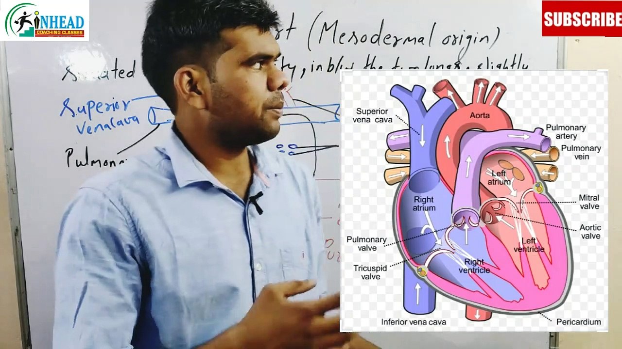 All About Human Heart| Human Circulation system | NEET | UPSC | INHEAD | ANAND ARYA