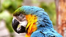 Gorgeous Colors Of Parakeet, Parrot, Macaw On Piano Music