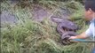 Ces brésiliens capturent un anaconda géant impressionnant