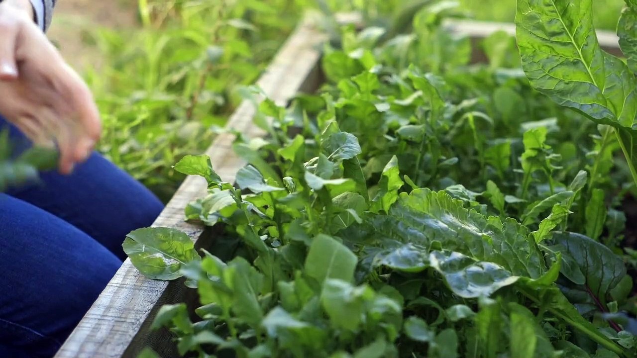 Young_Woman_Harvests_Fresh_Herbs_from_Garden