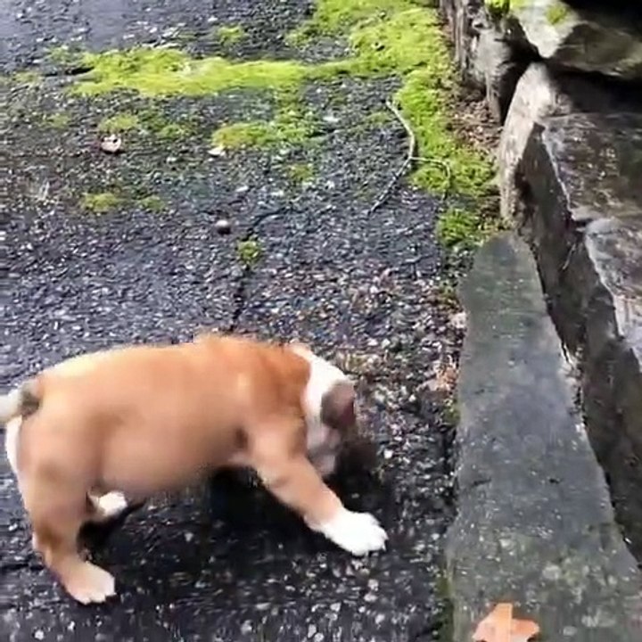 Achetez vos chiots / chats en ligne à bon prix en France Belgique Suisse et Allemagne chiots bien dressés pour les enfants et à la maison contactez nous par email.. Juliatemarry@gmail.com