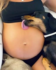 dog likes to lick pregnant woman&apos;s belly - dog likes to lick pregnant woman&apos;s belly -