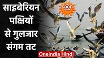 Prayagraj में बड़ी संख्या में Migratory Siberian Birds पहुंचे त्रिवेणी संगम पर | वनइंडिया हिंदी