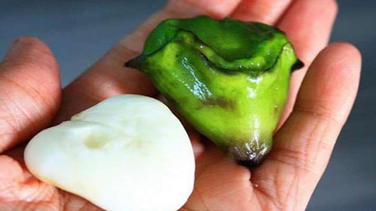 सर्दियों में सिंघाड़े जरुर खाएं, मिलते हैं गजब के फायदे। Health Benefits Of Water Chestnut I Boldsky