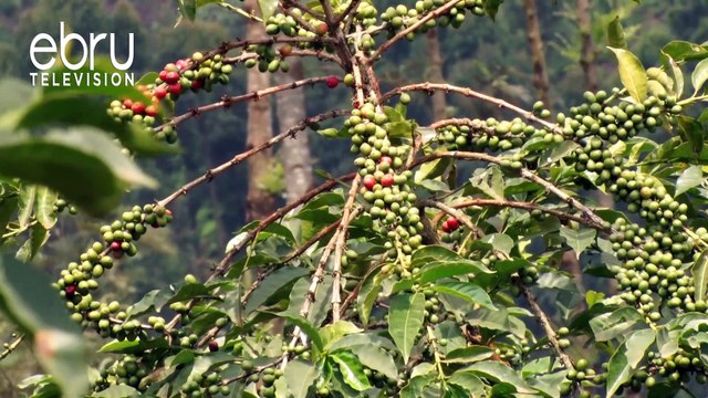 Thika M.P Initiates Campaigns To Woo Farmers Back To The Sector