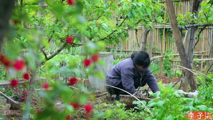 A pot of wine among watermelon fields.So…The life of watermelons and grapes瓜间一壶酒，西瓜和葡萄的一生？丨Liziqi