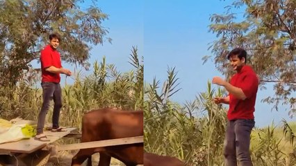 Siddharth Shukla पंजाब में  दिखे बैलगाड़ी चलाते; देखिए वीडियो | FilmiBeat