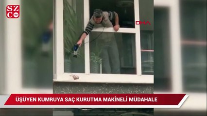 Soğuktan titreyen kumruya saç kurutma makinasıyla müdahale