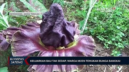 Keluarkan Bau Tak Sedap, Warga Mijen Temukan Bunga Bangkai