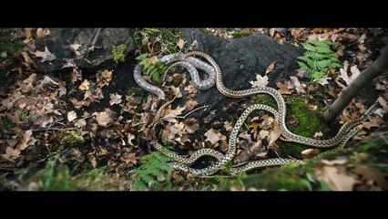 THEM THAT FOLLOW Official Trailer Walton Goggins, Olivia Colman Movie HD