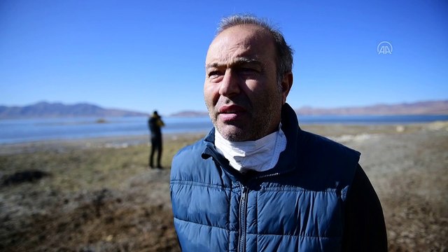 Kuş cenneti Erçek Gölü yaban kazlarıyla şenlendi - VAN