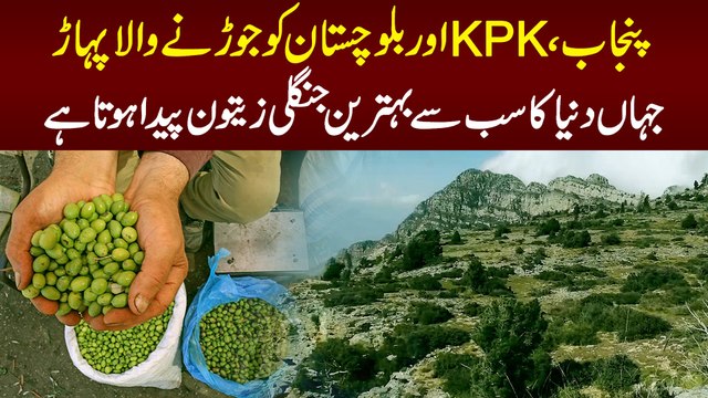Punjab, KPK Aur Balochistan Ko Jorne Wala Pahar Jahan Duniya Ka Behtareen Zaitoon Paida Hota Hai