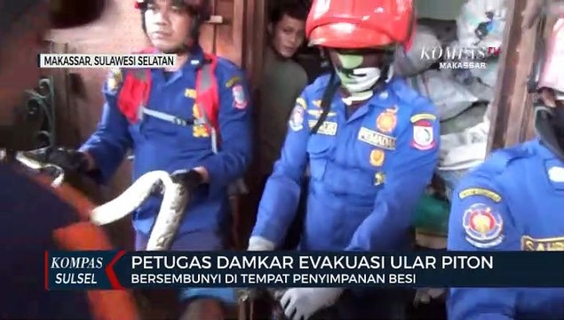 Petugas Damkar Evakuasi Ular Piton Bersembunyi Ditempat Penyimpanan Besi