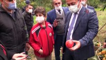 Bilecik'te ''Trabzon  hurması'' hasadı başladı