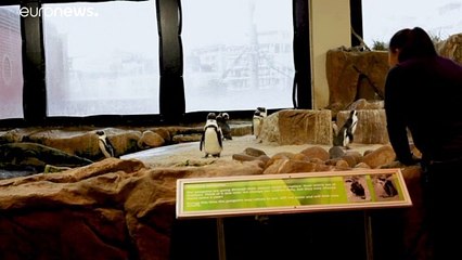 Пингвины скучают без людей