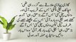 Urdu Moral Stories -- Moral Stories in Urdu & Hindi -- Sabaq Amoz Kahani Hindi-Urdu - Stories