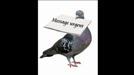 Le message perdu 104 ans et retrouvé