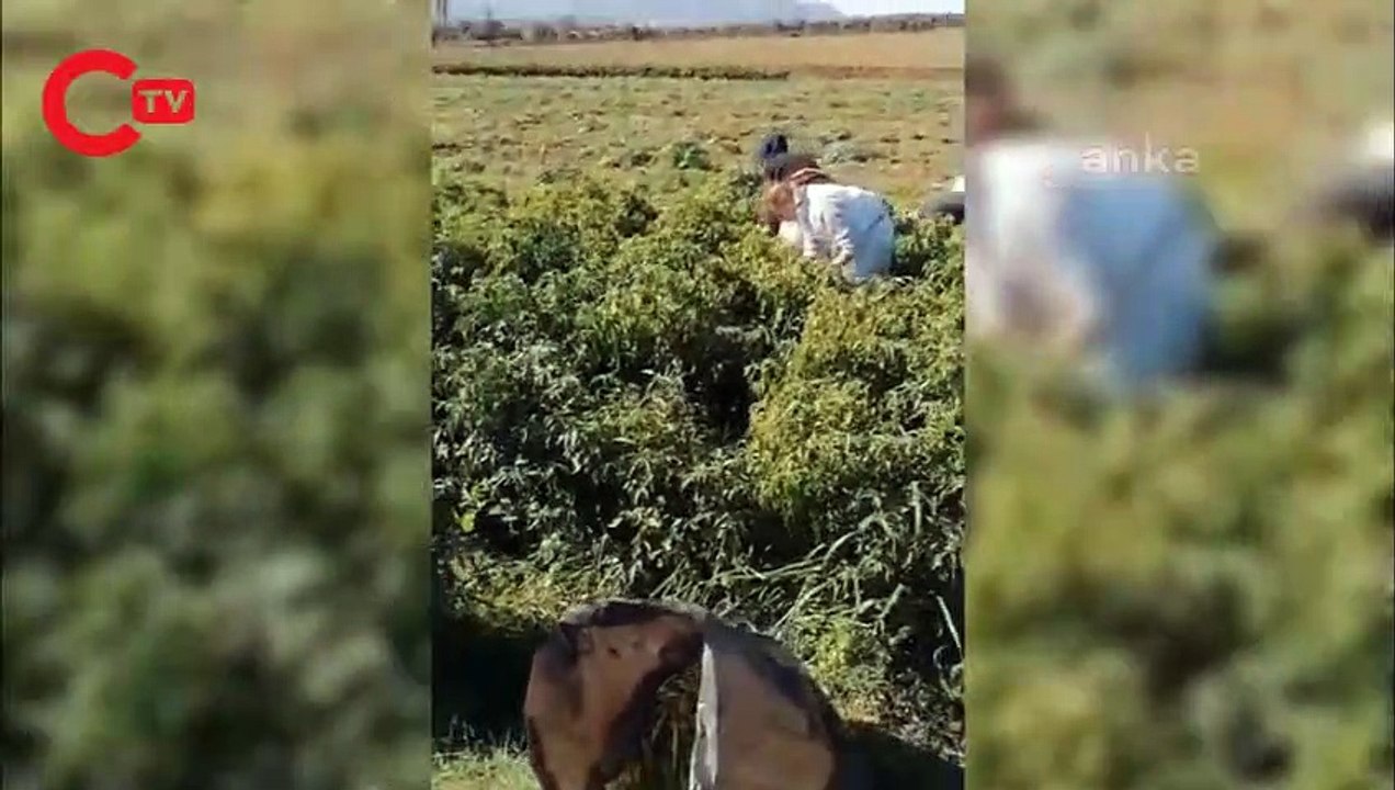 BİBER TARLASINDA ÇALIŞAN ATANAMAYAN ÖĞRETMEN: ÜMİDİM YOK