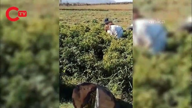 BİBER TARLASINDA ÇALIŞAN ATANAMAYAN ÖĞRETMEN: ÜMİDİM YOK