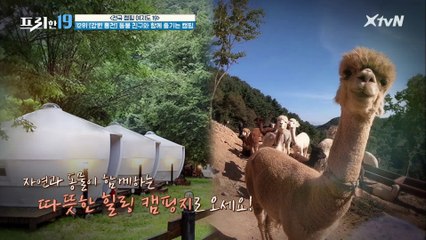 동물 친구 '알파카'와 함께 즐기는 캠핑!! [전국 캠핑 여지도 19]