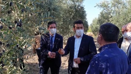 Zeytin hasadı başladı - OSMANİYE