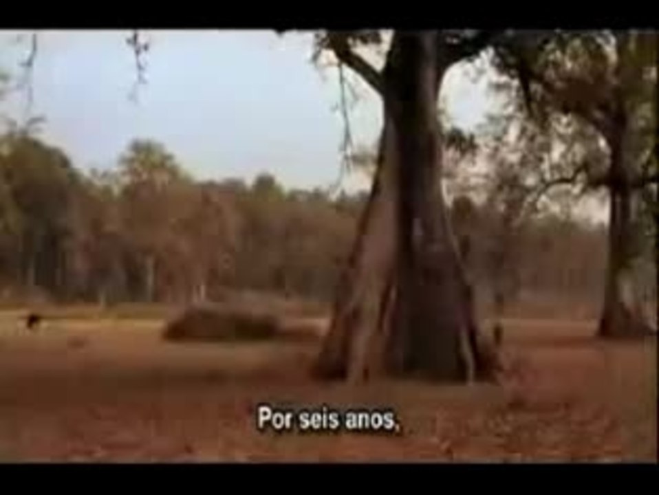 Buddha - Little Buddha (Buda)