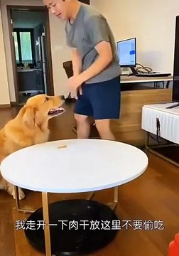 Ce chien a dupé son maître en faisant semblant d’être sage