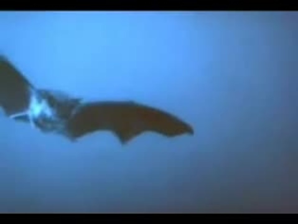 Nosferatu: Phantom der Nacht Trailer