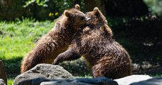 Une sixième portée d'oursons dans les Pyrénées pour l'année 2020