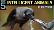Top 5 Most Intelligent Animals on this Planet | Top 5 Smartest Animals in the world | Be Alert