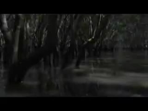 Black Water