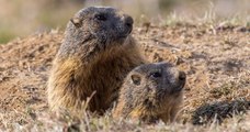 Savoie : un projet de piste de ski menace d'enterrer des marmottes en hibernation