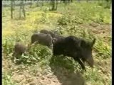 Le cane corso et le dogue argentin (partie 2)