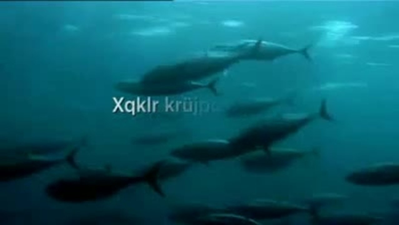 WALE UND DELFINE - THE LAST GIANTS TrC