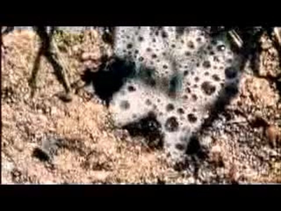 VerfÃ¼hrung von Engeln (DE 2007)