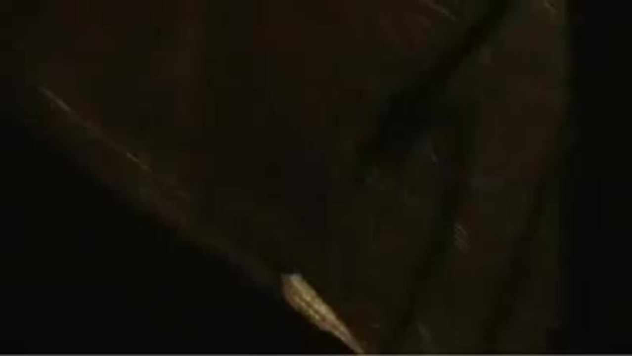 Menachem & Fred - Deutscher / German Trailer